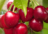 Cerezas